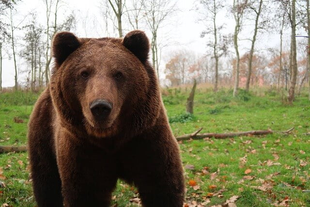 Brown Bear: stay safe from bears