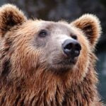How to Stay Safe from Bears While Camping – Top Tips and Precautions