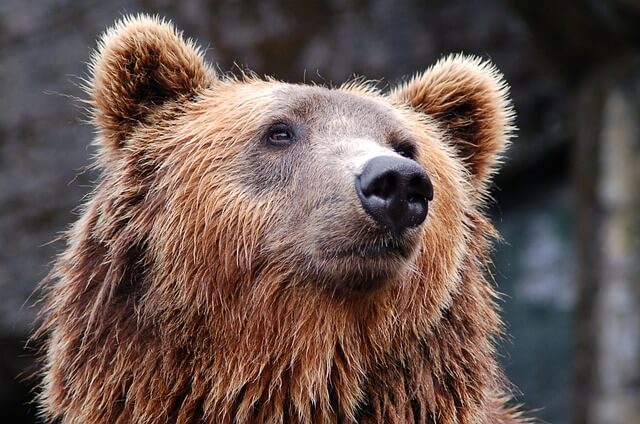 You are currently viewing How to Stay Safe from Bears While Camping – Top Tips and Precautions