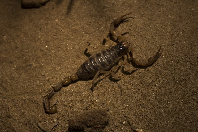 a deadly scorpion in the desert