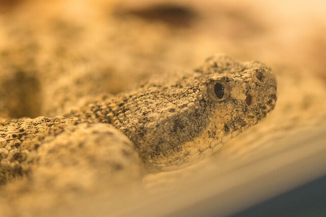 rattle snake in the desert.