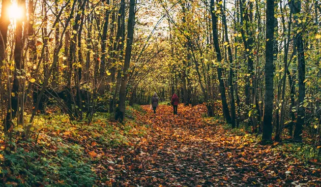 Forest tour