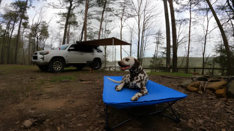 Are Camping Cots Comfortable? Unfold The Truth