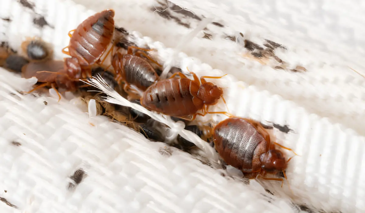 Bed Bugs