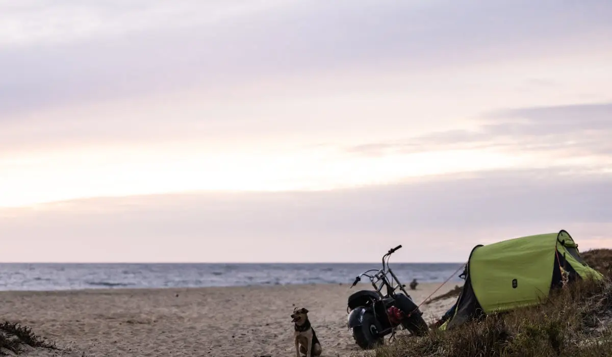 Tent camping with dogs