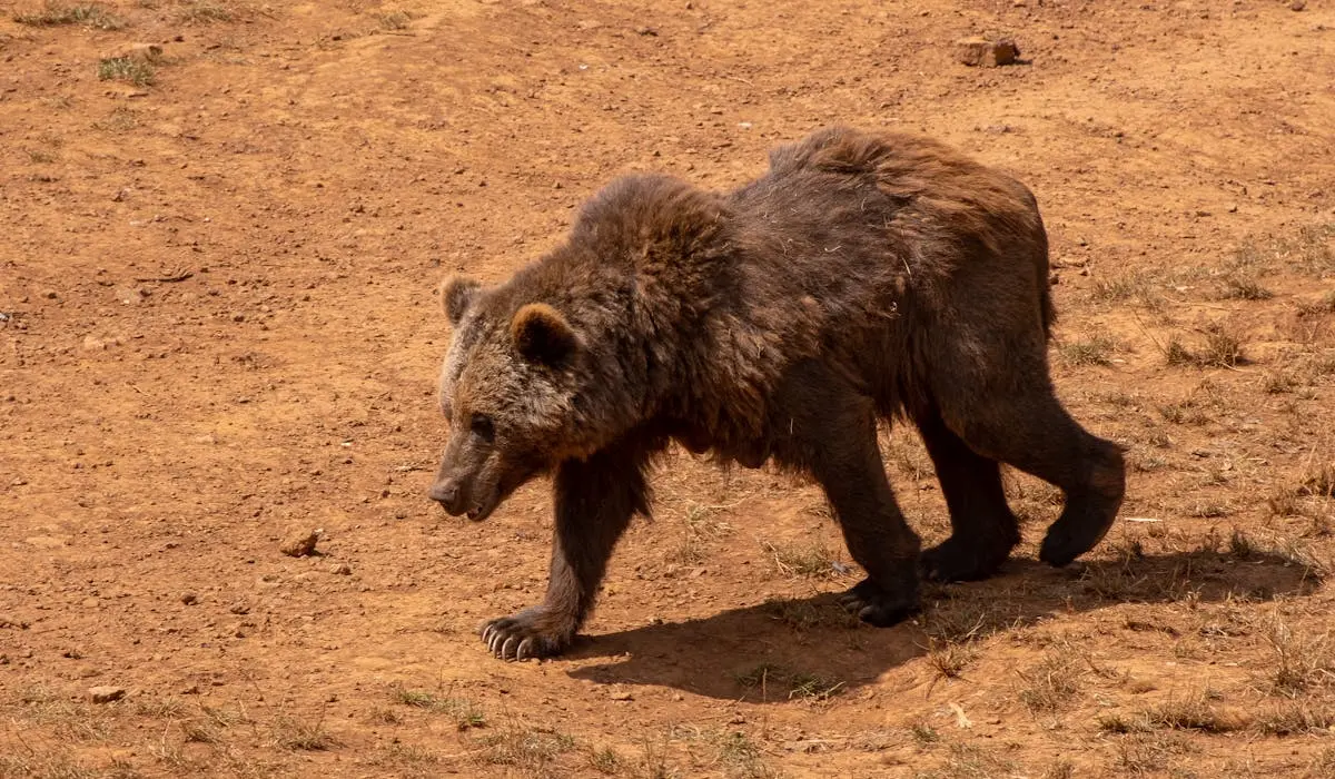 Bear roaming camping area
