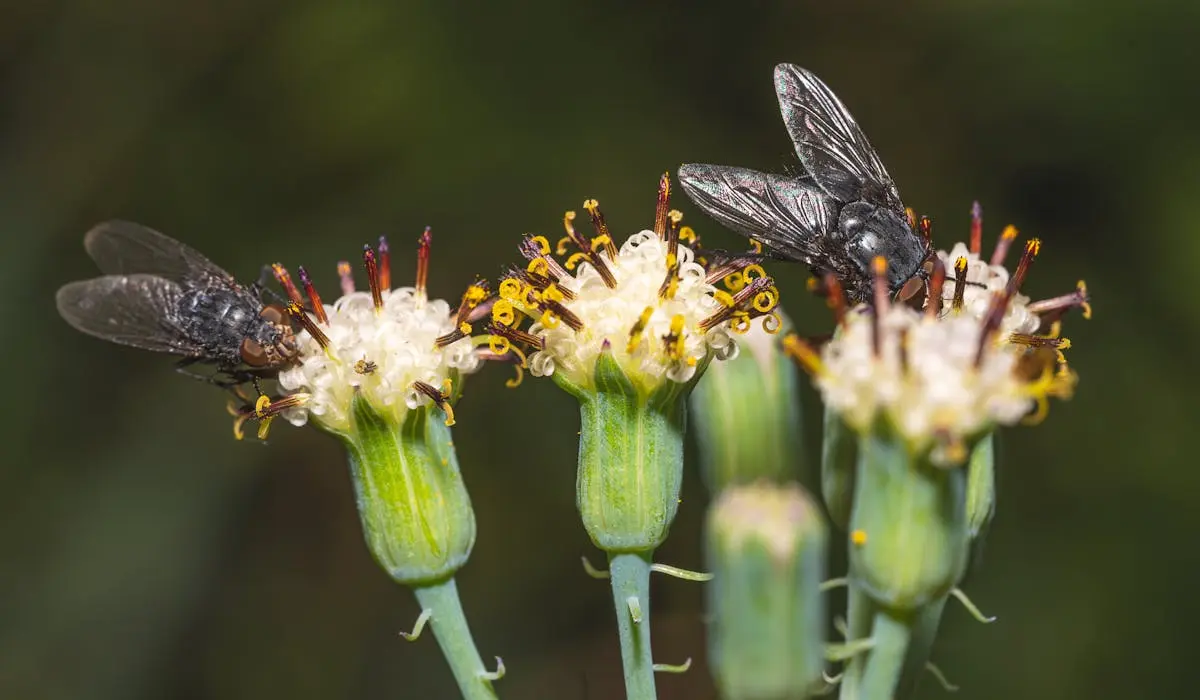 natural Remedies for flies