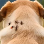 How to Keep Ticks Off Dogs While Hiking: A Hiker’s Guide